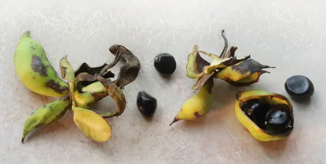 Die Balgfrüchte reifen im August und September und geben bei voller Reife die Samen frei. 