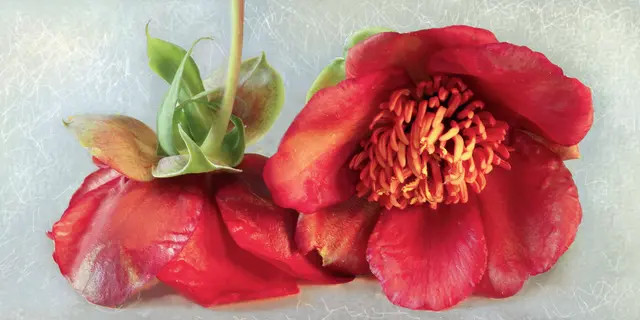 Die 'Strauchpfingstrose' (Paeonia delavayi) im Monat Mai