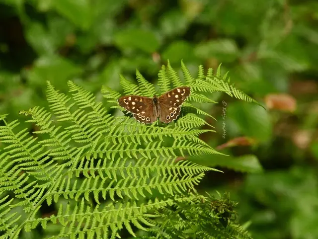 Naturparadiese in Niedersachsen (Foto: Katja Woidtke)

Rund um die Friederikeneiche - Waldbrettspiel (Pararge aegeria) | Foto: Katja Woidtke