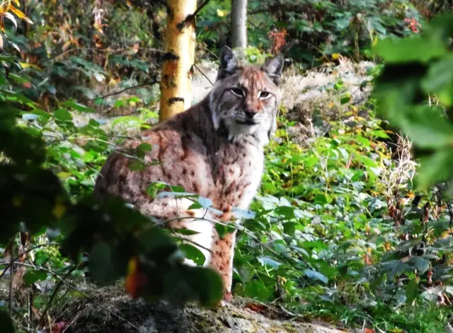 Von dort führt auch ein Weg zu den Rabenklippen mit dem Luchsgehege, wo die Großkatzen auf die Auswilderung vorbereitet werden. 