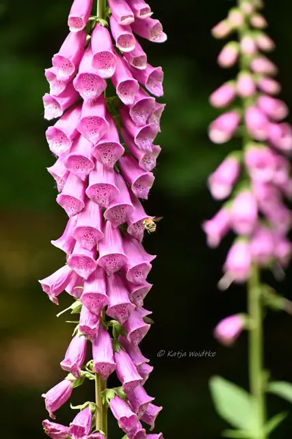 Naturparadiese in Niedersachsen (Foto: Katja Woidtke)

Rund um die Friederikeneiche - Fingerhut (Digitalis) | Foto: Katja Woidtke
