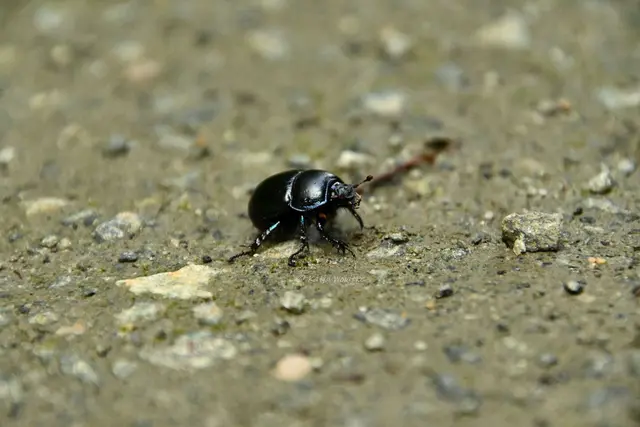 Naturparadiese in Niedersachsen (Foto: Katja Woidtke)

Rund um die Friederikeneiche - Mistkäfer (Geotrupidae) | Foto: Katja Woidtke