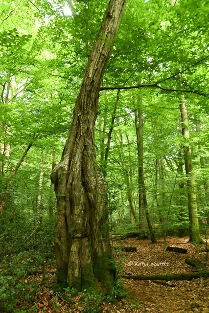 Naturparadiese in Niedersachsen (Foto: Katja Woidtke)

Rund um die Friederikeneiche - im Urwald | Foto: Katja Woidtke