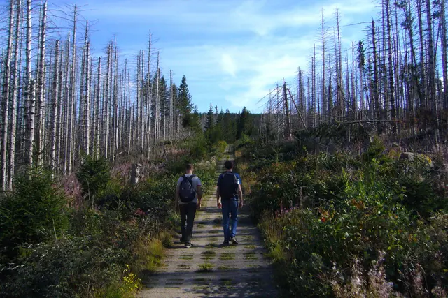 Ab Scharfenstein geht es über den Harzer Grenzweg, auch Kolonnenweg genannt, mitten durch den toten Fichtenwald. Erst flacher, dann steil werdend. Einst patroullierten hier die Militärfahrzeuge der Volksarmee. 