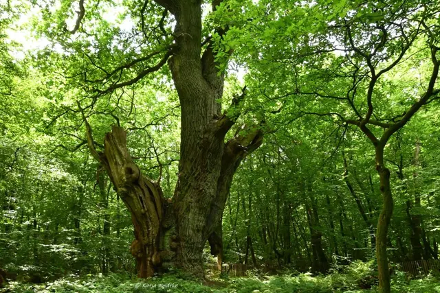 Naturparadiese in Niedersachsen (Foto: Katja Woidtke)

Rund um die Friederikeneiche | Foto: Katja Woidtke