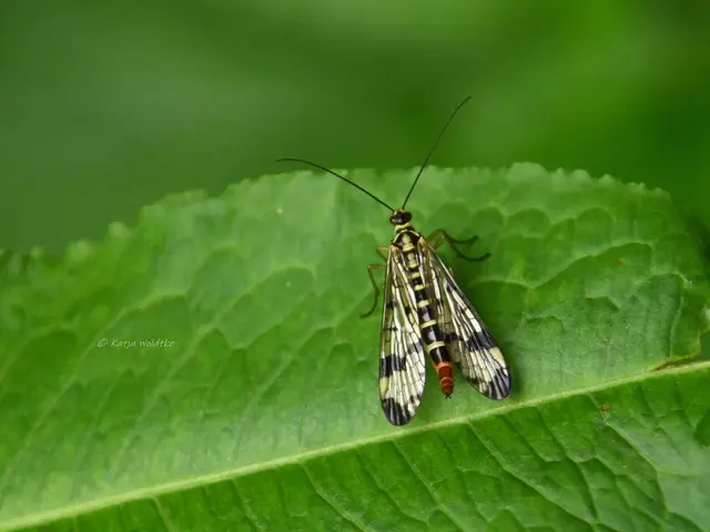 Naturparadiese in Niedersachsen (Foto: Katja Woidtke)

Rund um die Friederikeneiche - Gemeine Skorpionsfliege (Panorpa communis) | Foto: Katja Woidtke