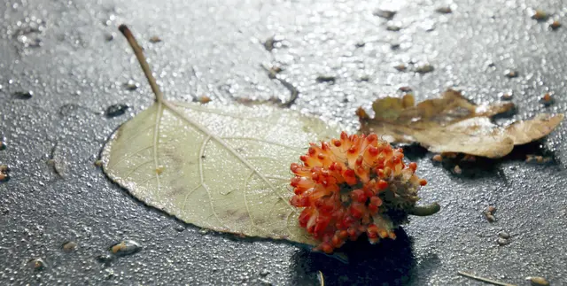 Herbstlaub und Frucht des 'Papiermaulbeerbaums' (Broussonetia papyrifera)