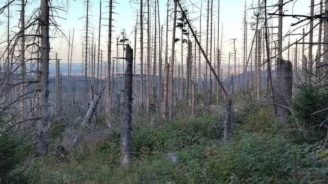Aber so tot der Wald auch scheint. Zwischen den kahlen Stämmen  entwickelt sich ein neuer, wahrscheinlich widerstandfähigerer heran. Kein künstlich angepflanzter Forstwald, sondern ein natürlicher. | Foto: Fabian Wolter