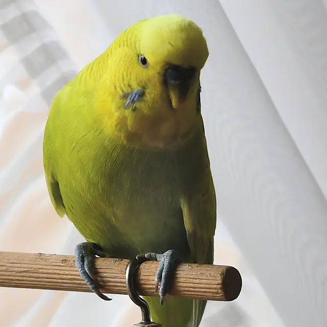 Tweety