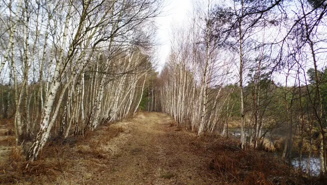Nur wenige Wege führen ins Moor, in eine von Menschen kaum besuchte Landschaft.