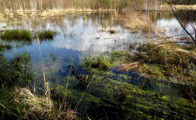 Abgestorbene Pflanzenreste werden durch das extrem saure Moorwasser, in dem keine Bakterien leben können, konserviert. Und damit wird der für das Klima so schädliche Kohlenstoff gebunden. 
