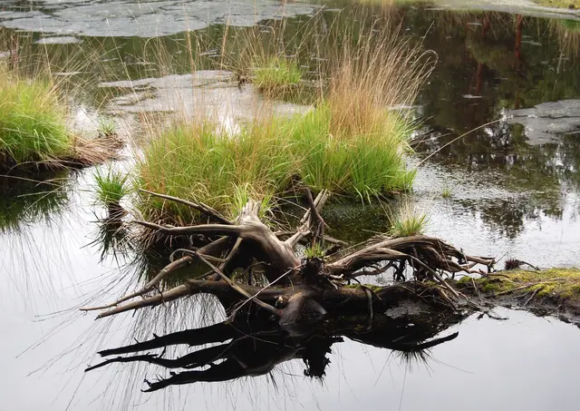Das Moor bietet verschiedenen Pflanzen- und Tierarten einen geschützten Lebensraum.