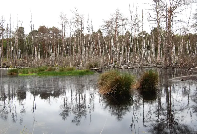 Wie hier im Altwarmbüchener Moor hat die Unterwassersetzung zur Folge, dass der Birkenwald, der dem Boden enorm viel Wasser entzieht, gewollt abstirbt.