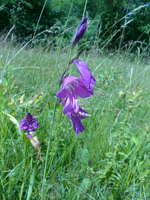 Sumpfgladiole (Gladiolus parnassia) mit Pyramidenorchis (Anacamptis pyramidalis) auf der Biotopwiese bei Herbertshofen