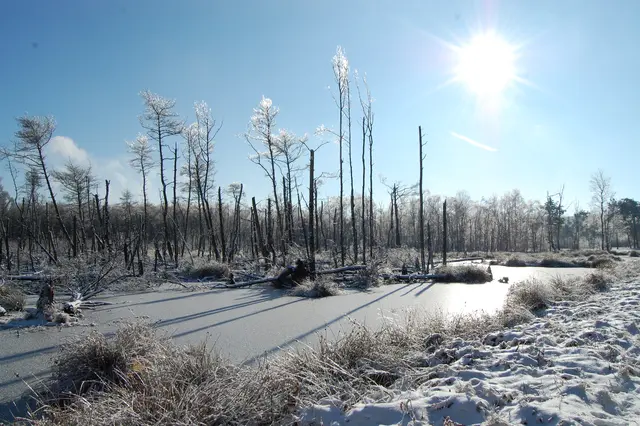 Auch im Winter ist der Besuch eines Moores reizvoll. Es ist eine einzigartige Landschaft, die es gilt zu erhalten, zu renaturieren und zu schützen. Das Klima wird es uns danken.