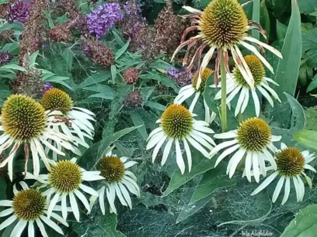 Foto: Iris Alefelder