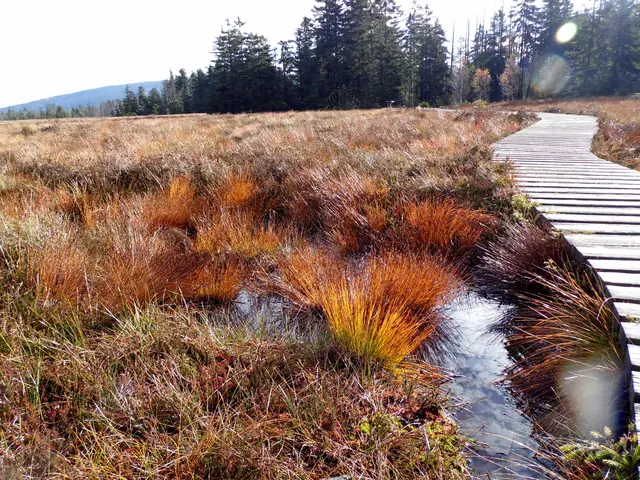 Sie bilden sich durch Grund- oder Regenwasser. Fünf bis sechs Meter ist das "Torfmoor" tief.