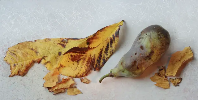 Übrigens: überreif sind sie am köstlichsten.