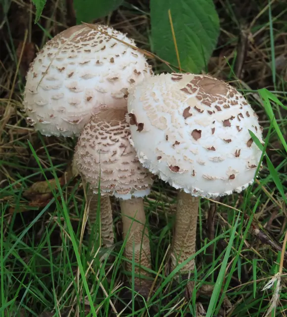 Ausschnitt aus dem Original-Foto (nächstes Bild). | Foto: M. A.