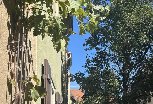 ... wo auch Wein wächst:).