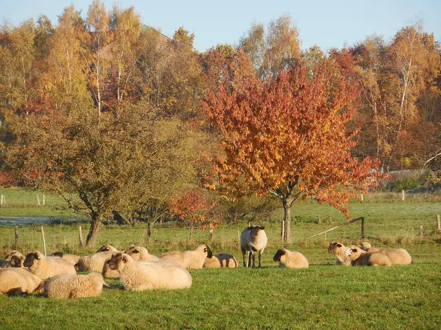 Das Bild ist ein Ausschnitt aus dem Original-Foto, das ich am 03.11.2015 gegen 9 Uhr in der Nähe von Korbach gemacht habe. | Foto: M. A.