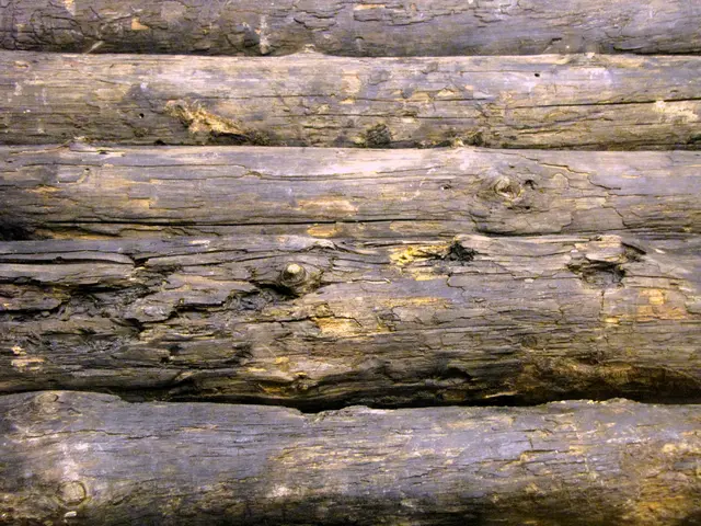 Die ältesten Moorwege wurden in Deutschland schon vor 10.000 Jahren angelegt. Dieser hier vor 3.000 Jahren in einem Moor bei Vechta. Im Landesmuseum in Hannover kann man ihn betrachten.
