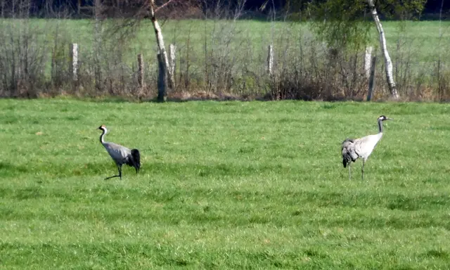 Auch Kraniche brauchen Feuchtgebiete oder freie Flächen in Moornähe, damit ihnen der Fuchs nicht zu nahe kommen kann. 