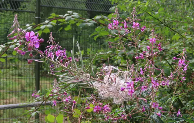 Ausschnitt aus dem Original-Foto. | Foto: M. A.