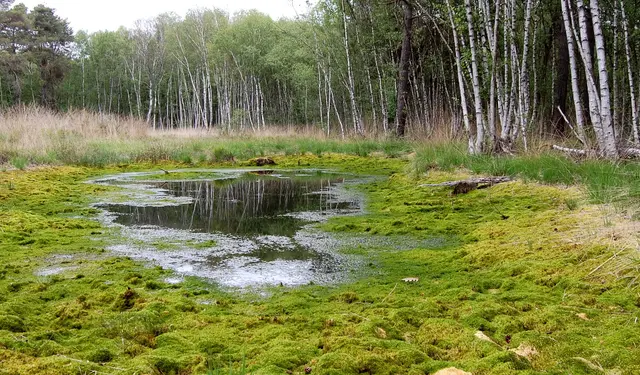 Schneisen werden in den Wald geschlagen und Senken angelegt, in denen sich Wasser sammeln kann.
