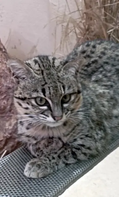 Salzkatze 