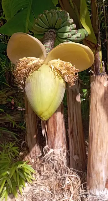 Bananenstaude