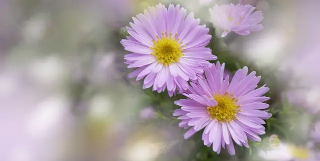 Der Name Aster stammt von dem altgriechischen Wort "astér", das "Stern" bedeutet.