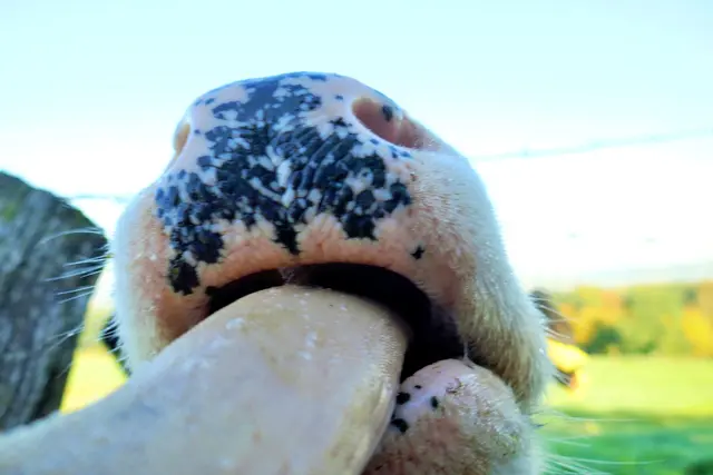 Nicole - 1 Punkt - Bovinophobie