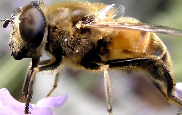 Gudrun - 1 Punkt - Apiophobie