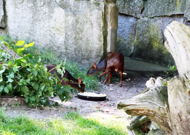 Pudu, kleinste Hirschart