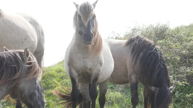 Iris - 1 Punkt - Equinophobie