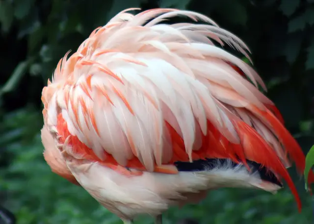 Federkleid, Chile Flamingo