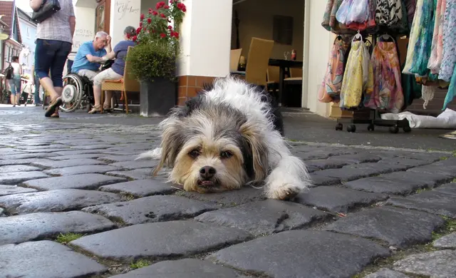 Susanne - 1 Punkt - Kynophobie