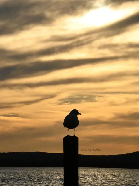 Rund ums Steinhuder Meer (Foto: Katja Woidtke)

Abendstimmung an der Promenade in Steinhude - gute Nacht 🧡 | Foto: Katja Woidtke