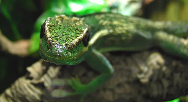 Iris - 1 Punkt - Herpetophobie