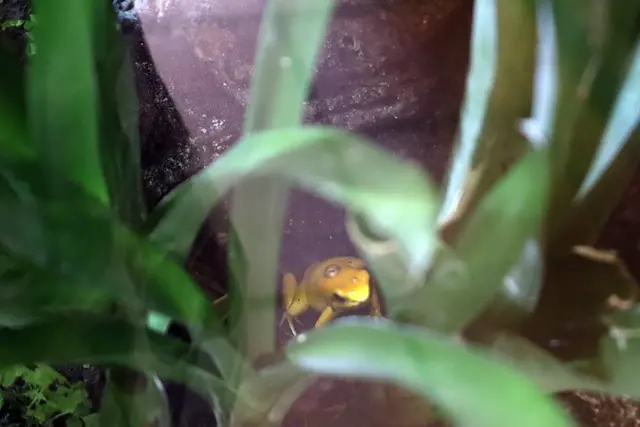 Schrecklicher gelber Pfeilgiftfrosch mit Nachwuchs auf dem Rücken