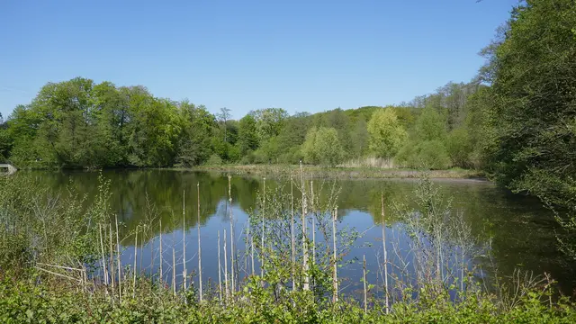 Iris - 1 Punkt - Limnophobie.