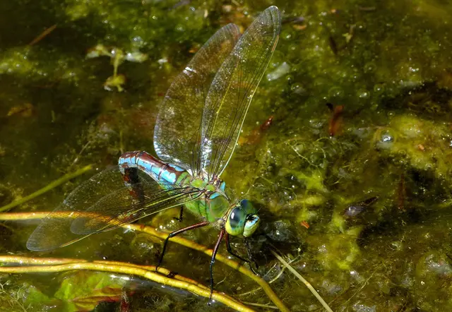 Natürlich sind Moorgewässer auch der Lebensraum verschiedener Libellenarten. | Foto: Christel Wolter
