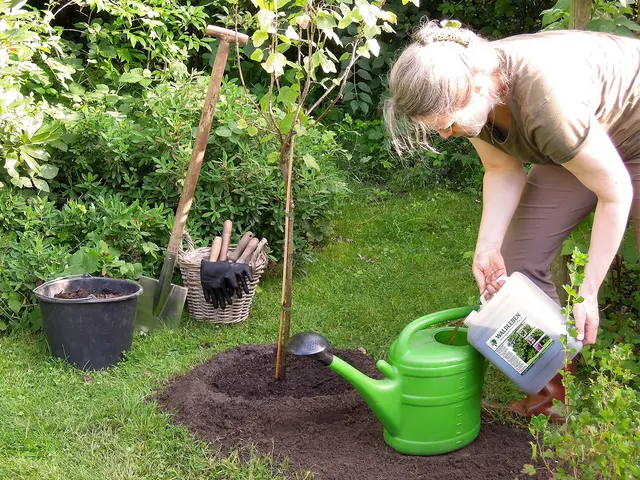 Herbstzeit ist Pflanzzeit: Gehölze und andere Pflanzen können den Winter über gut einwurzeln und so im nächsten Frühjahr kräftig starten.
 | Foto: DJD/www.waldleben.eu
