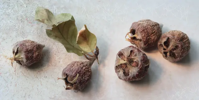 Getrocknete 'Mispeln' (Mespilus germanica) aus der Familie der Rosengewächse, auch Mispelche, Asperl, Hespelein, Dürgen, Dürrlitzen, Hundsärsch oder Näschpli genannt. - Quelle: Wikipedia