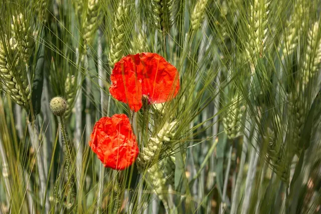 Foto: Pixabay poppy-800977_1280