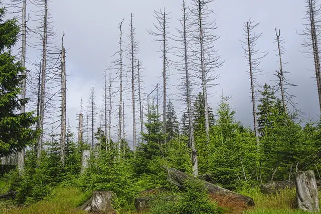 hier ist der nachwachsende Wald schon deutlich erkennbar