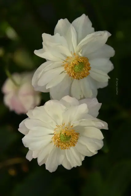 Garten im Jahreslauf (Foto: Katja Woidtke)

Rosarot durch den September | Foto: Katja Woidtke
