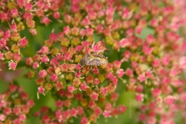 Garten im Jahreslauf (Foto: Katja Woidtke)

Rosarot durch den September | Foto: Katja Woidtke