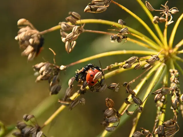 Garten im Jahreslauf (Foto: Katja Woidtke)

Rosarot durch den September | Foto: Katja Woidtke